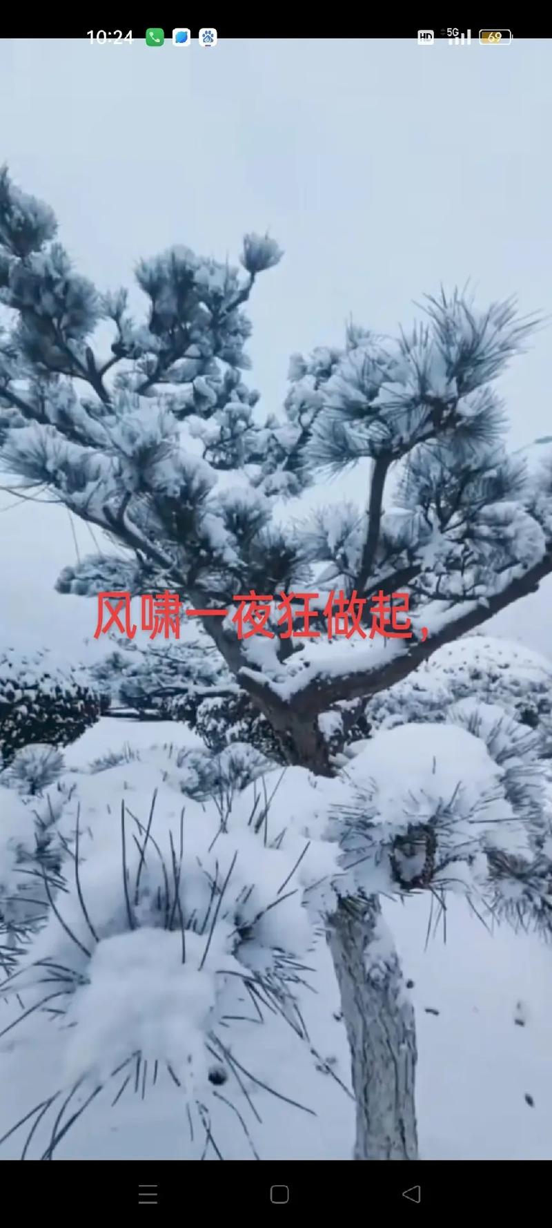 早上，冷冷的风吹落了樱花满地飞，倒春寒真的好冷啊