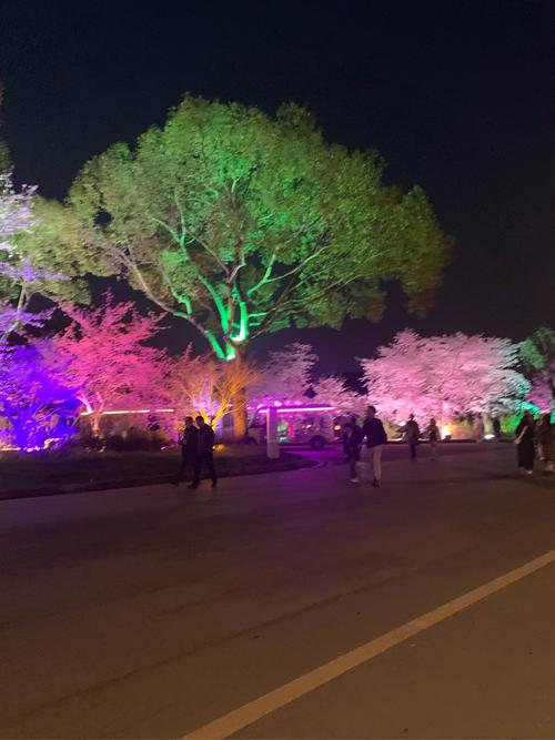 （江苏周市樱花园）昆山最大樱花主题公园，早樱正盛开，夜色美妙