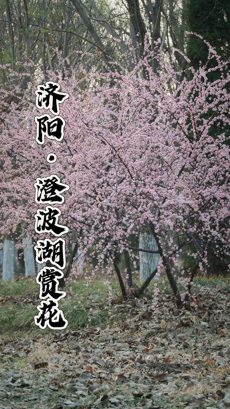 果然视频·好景山东|济南澄波湖碧桃花绚丽绽放，娇艳欲滴惹人醉