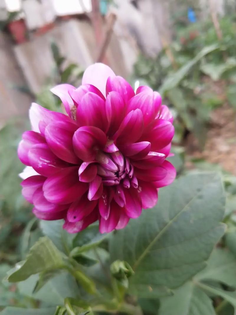 倒春寒来了，果园里的花和果扛得住吗？几点经验和你聊聊