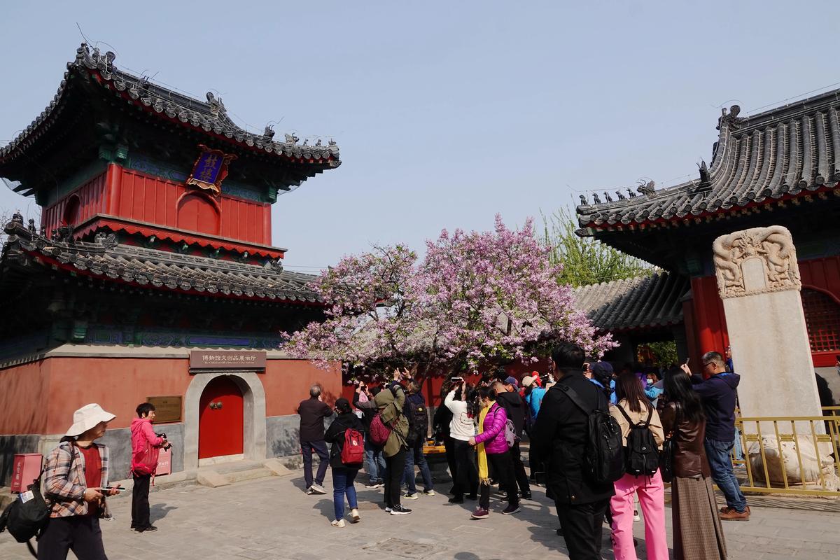京城胜景！智化寺、玉渊潭里赏花寻春
