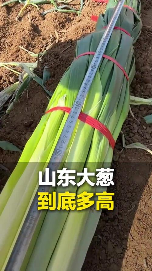 山东蔬菜产量第一，大葱能达2.6米，为啥能长这么高？