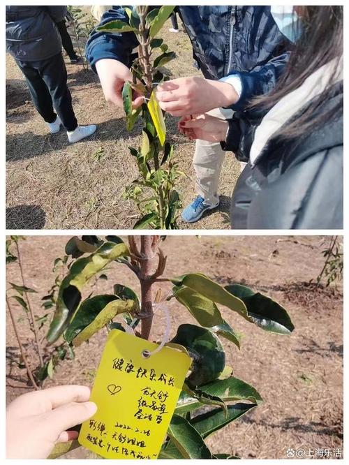 回顾 春风十里，植此青绿”2025国风亲子植树大会,圆满成功！