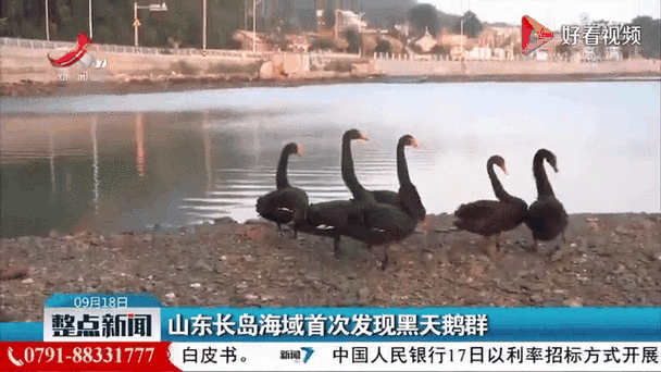 山东一黑天鹅叼起饲料喂食湖中锦鲤，接下来一幕众人傻眼