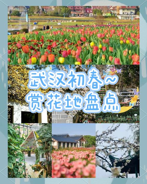 春日西岸怎么玩？三大艺术花海进入盛花期！