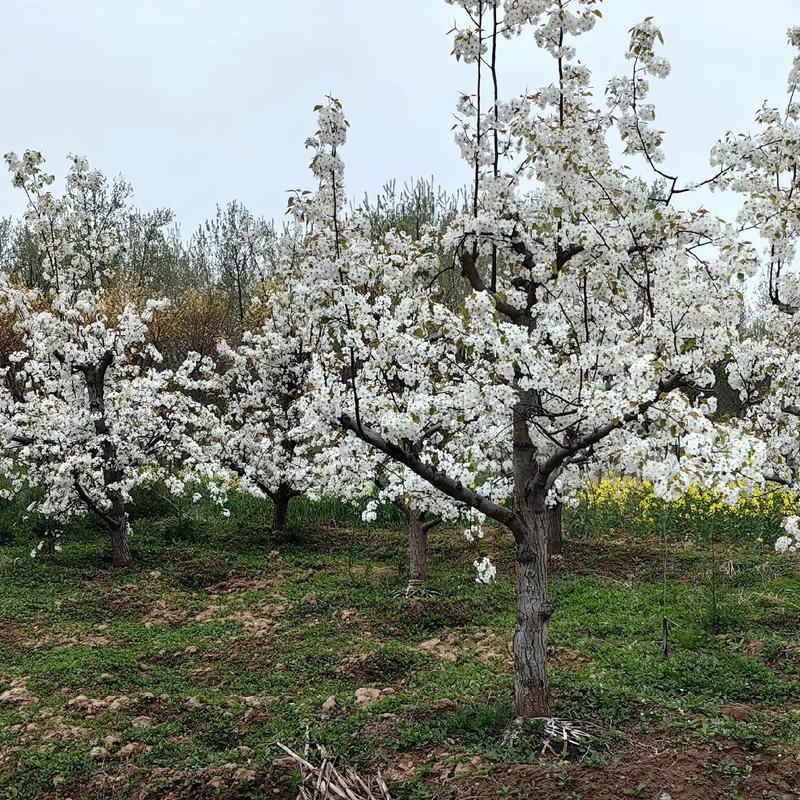 泰安市岱岳区第三届梨花节启幕在即，梨树花开正艳