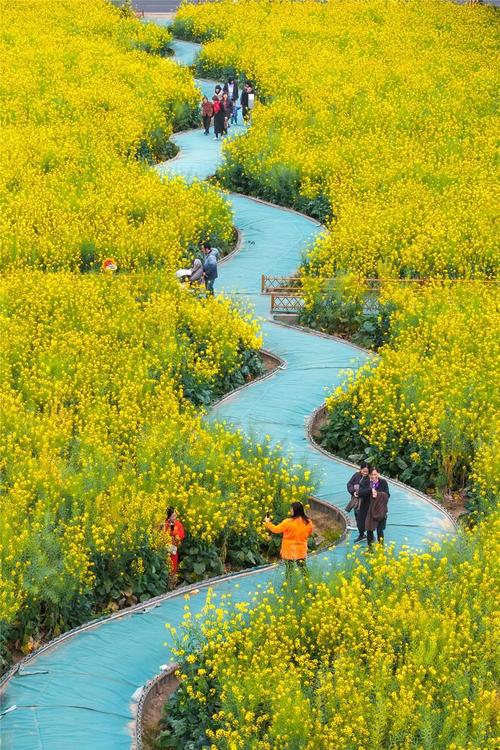 《油菜花开》古田油菜潮汕福建瑞金八日游旅拍20250321