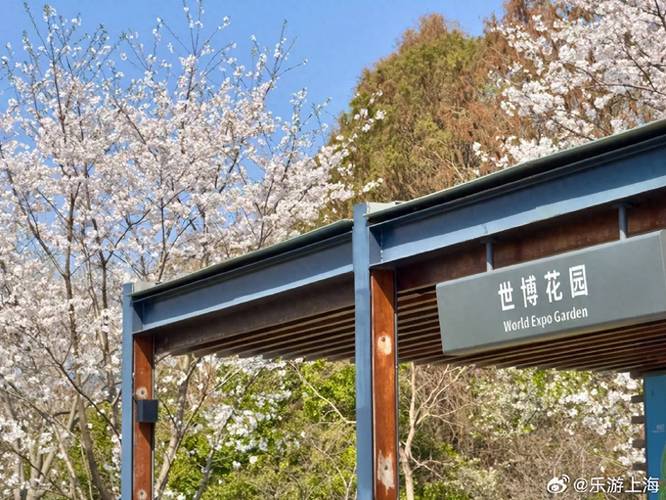 上海世博文化公园迎来樱花盛开期