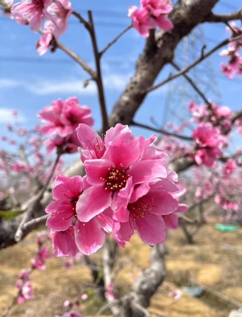 【晋源美】速来！太原植物园 晋阳湖山桃花盛开如海