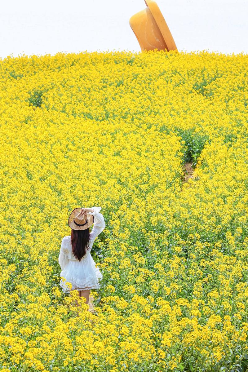 打卡绝美花海，拥抱多彩春天