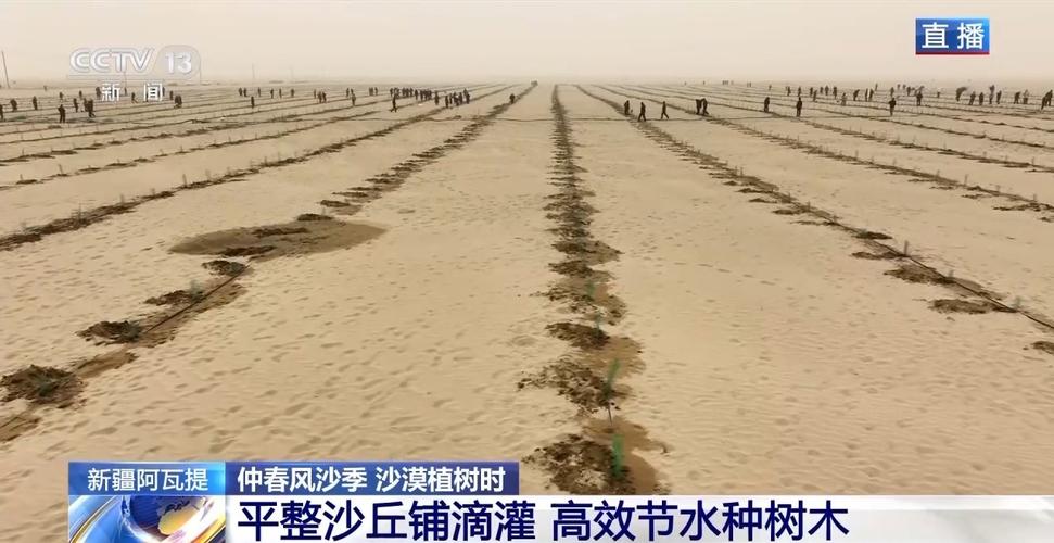“锁边”扩边”塔克拉玛干沙漠植树造绿迎来新进展