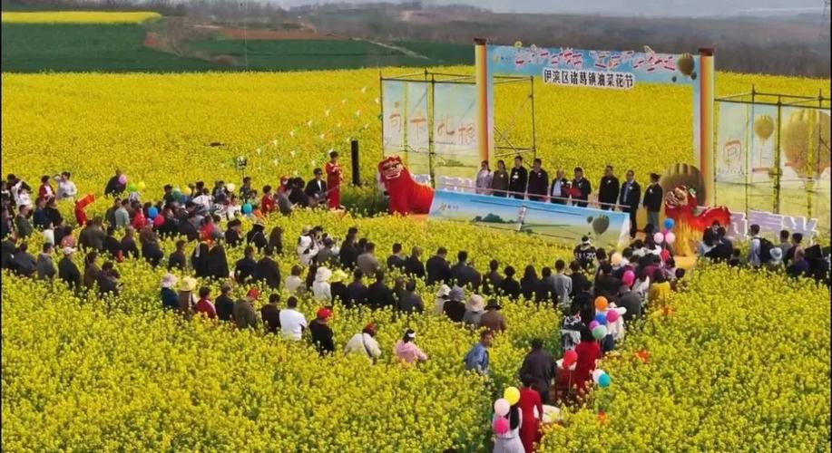 2025年19集：河南省洛阳伊滨区诸葛镇刘沟村，春日赏油菜花好去处