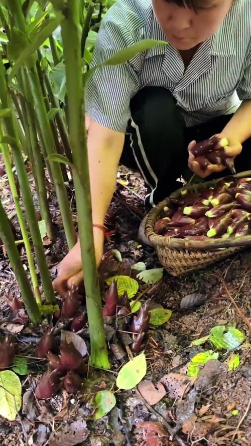 农村野菜中的“补阳菜”也是女性养生密码，采摘正当时