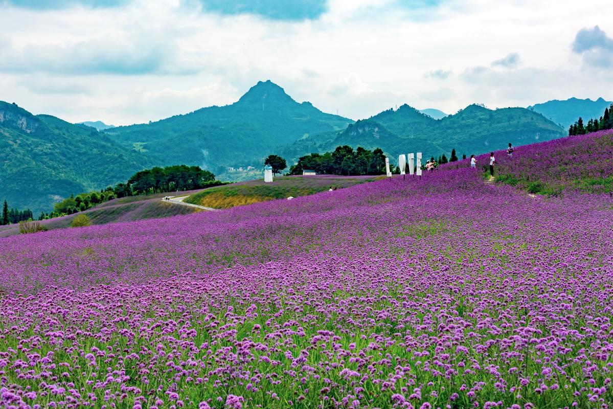 7000余亩浪漫花海，就在桐梓这里.