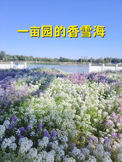 香雪海！北京这些“丁香秘境”进入最佳观赏期！