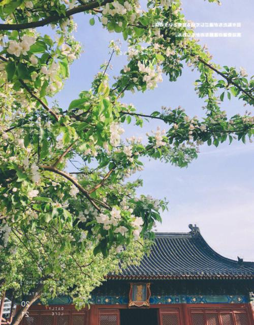 京城胜景！智化寺、玉渊潭里赏花寻春