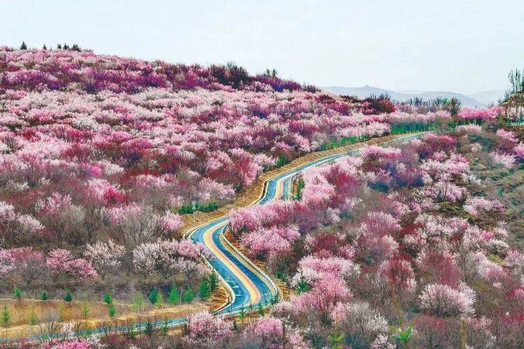 六盘山山花节6条精品旅游线路发布！