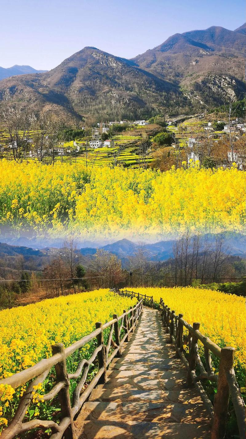 陕西汉阴县凤堰古梯田花海