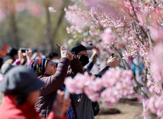 北京玉渊潭樱花绽放 游客徜徉花海