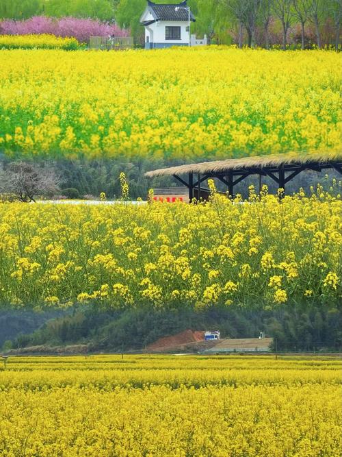 花开啰，江西婺源县庆源古村落的油菜花开满了田间地头