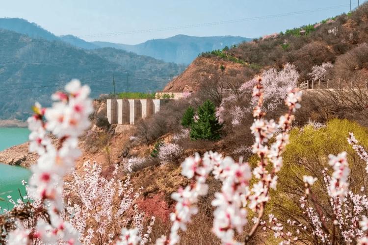 #桃花朵朵开崆峒山#平凉#桃花朵朵开