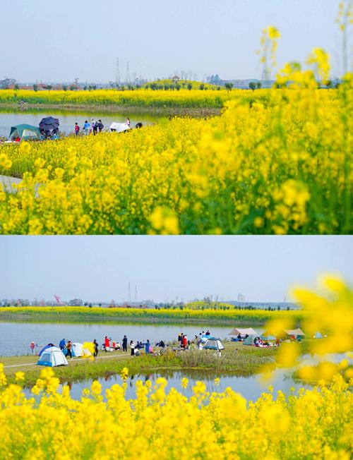 邛崃3大绝美油菜花观赏地攻略，自驾