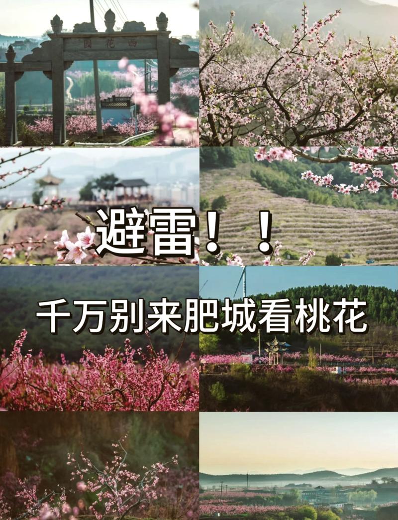 免门票，360度全景俯瞰，肥城桃花季3月28日—4月20日举办