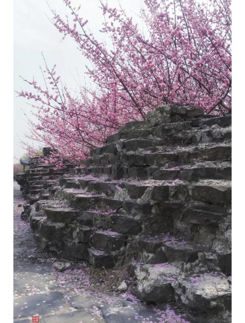 常熟西城楼阁正在举办城墙花朝会，满园春花烂漫，美若童话世界
