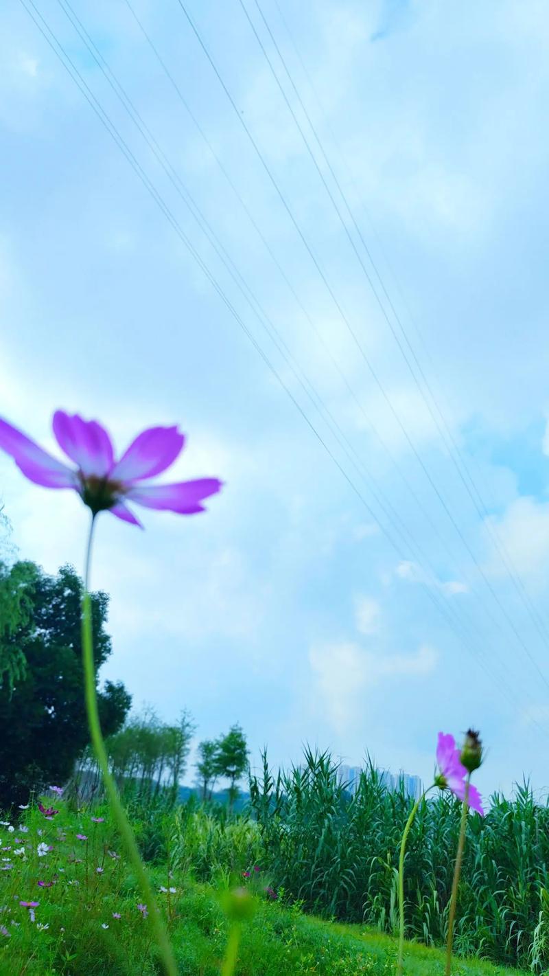 花之美#慢下来看世界 身边的风景无处不在 拥抱自然 放慢脚步