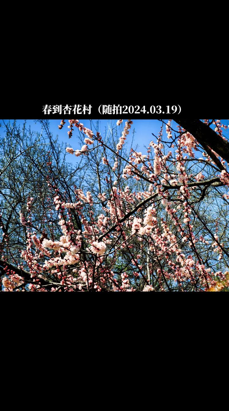 威海杏花村《杏花赋》纪实视频#春天来啦，杏花开满山坡🌸