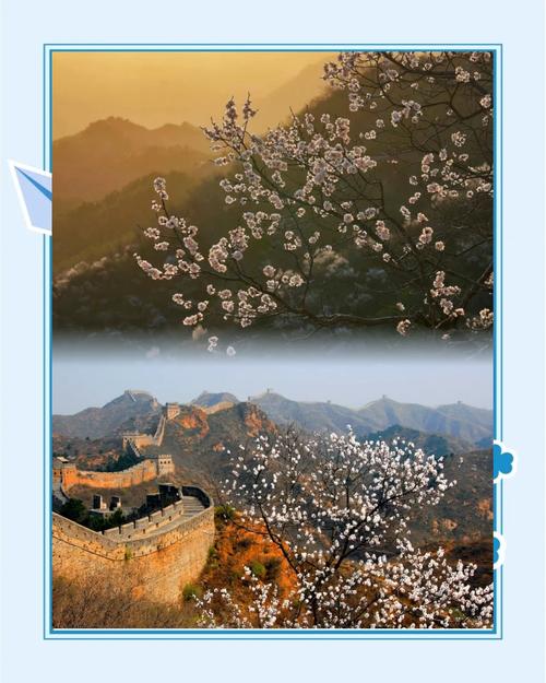 「当长城遇上杏花」金山岭的千年春色