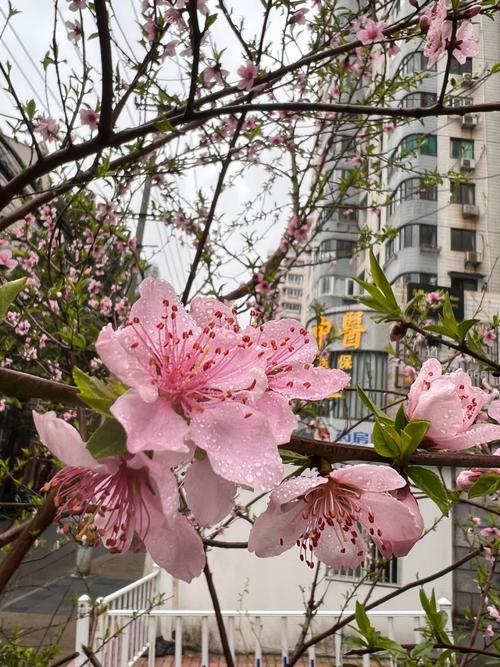 沈阳昨天下了小雨，雨后路边的桃花更鲜