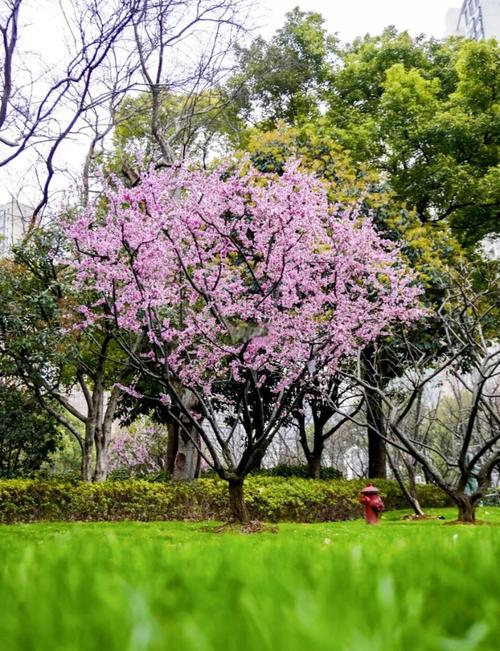 浦东汤巷公园樱花大道正在盛开！以后近郊赏花，认准这个冷门公园