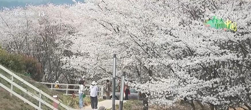 听音乐、赏美景、品美食…颜值”变“产值”激活乡村春日消费新场景