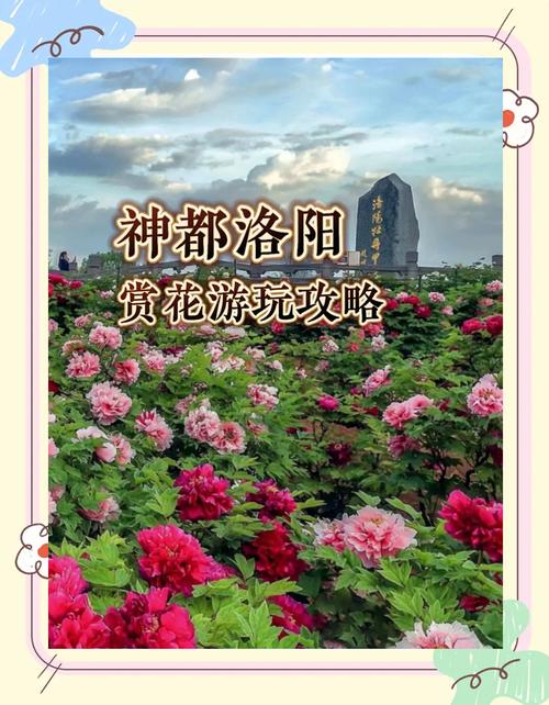 洛阳牡丹：穿越千年的赏花指南来了｜一朵花读懂一座城