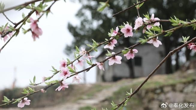 有约在“鲜”来奉化，炫一口“春天”