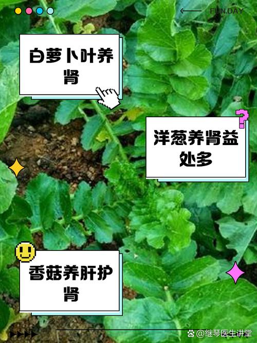 中国4大对肾好的蔬菜，非常便宜，来看看是什么菜！