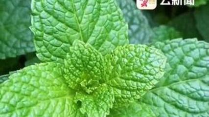 花样百出的云南绿化带，为啥没有薄荷的身影