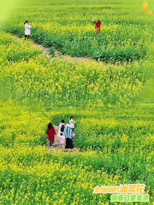 【绿色打卡地】青岛女姑山公园油菜花海火出圈