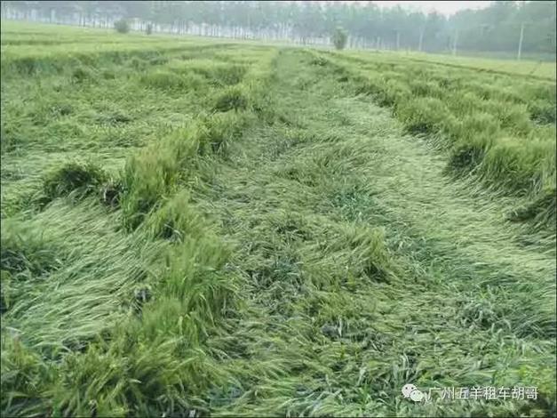 狂风侵袭春耕小麦前景堪忧农民呼吁抗旱行动