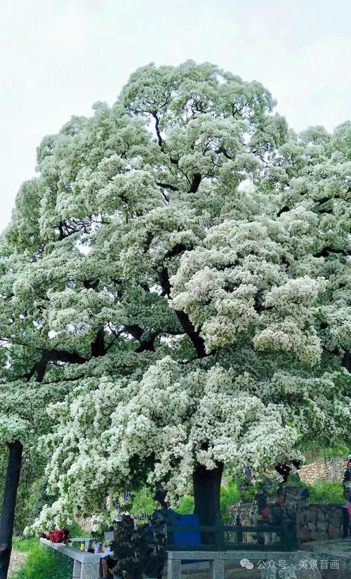 繁花似雪，千年古树“流苏”盛放，简直美爆了！
