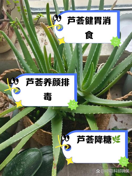 从叶片到餐桌：芦荟的4种创意吃法实测