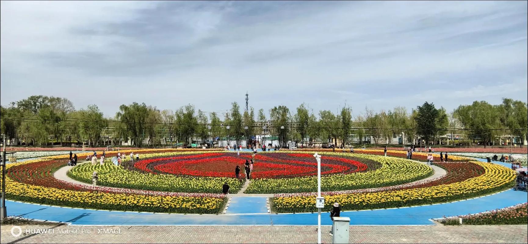 五家渠郁金香开园了，太美了。快来打卡了#郁金香花海