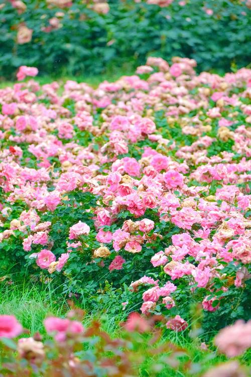 石家庄大学宿舍蔷薇花墙盛放，邀你共赴一场粉色浪漫！