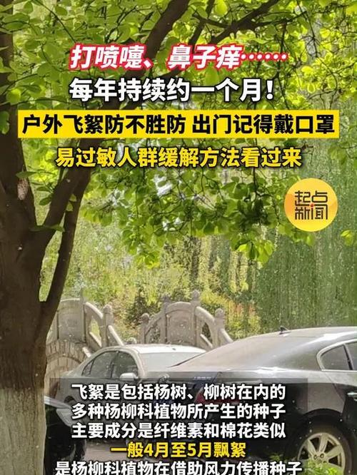 飞絮 撒欢”来袭，市民 口罩”接招