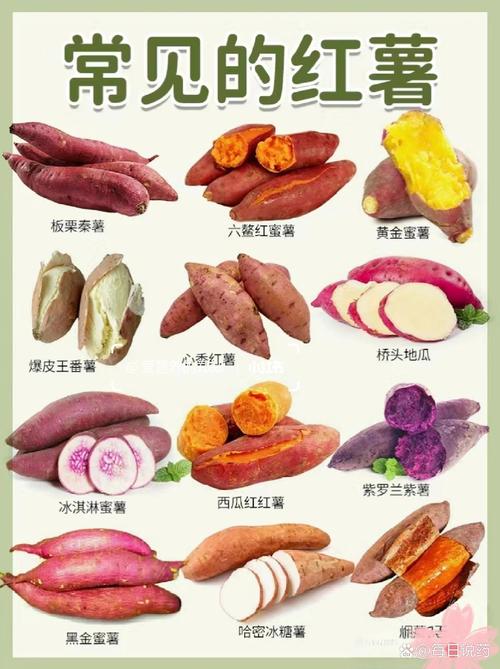 红薯，到底是“养生达人”还是“健康杀手”呢？医生揭秘，快瞧瞧