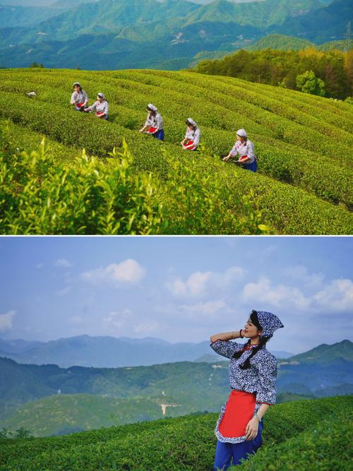 温州这处与茶香共舞的漫山杜鹃花海等你来打卡，还可探秘古山寨