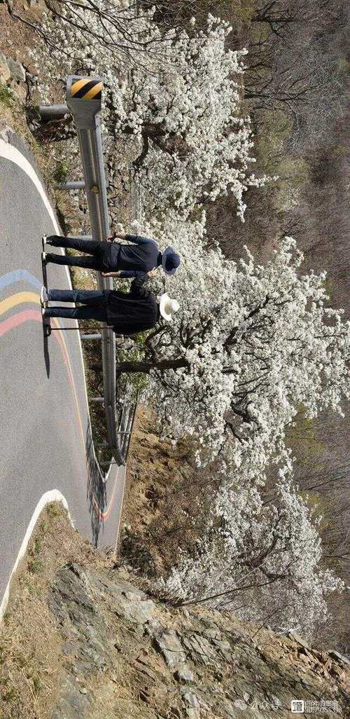 平谷梨花大道徒步