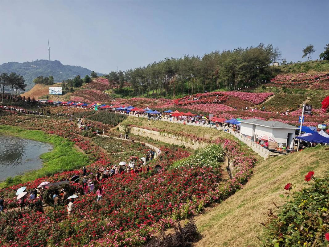 团风县牛车河畔东岳花海，玫瑰花竞相绽放，美不胜收