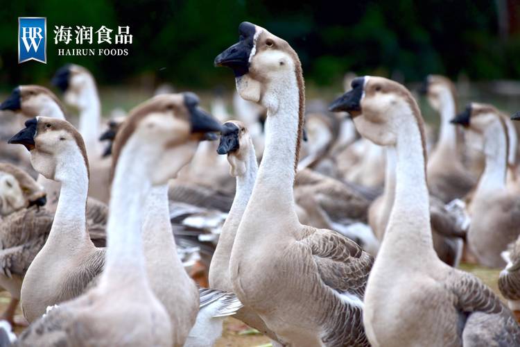 潮汕狮头鹅申请出战 在线投喂荣昌卤鹅哥！尚顶攀．狮头鹅 广东汕头金平区长平路67号101号
